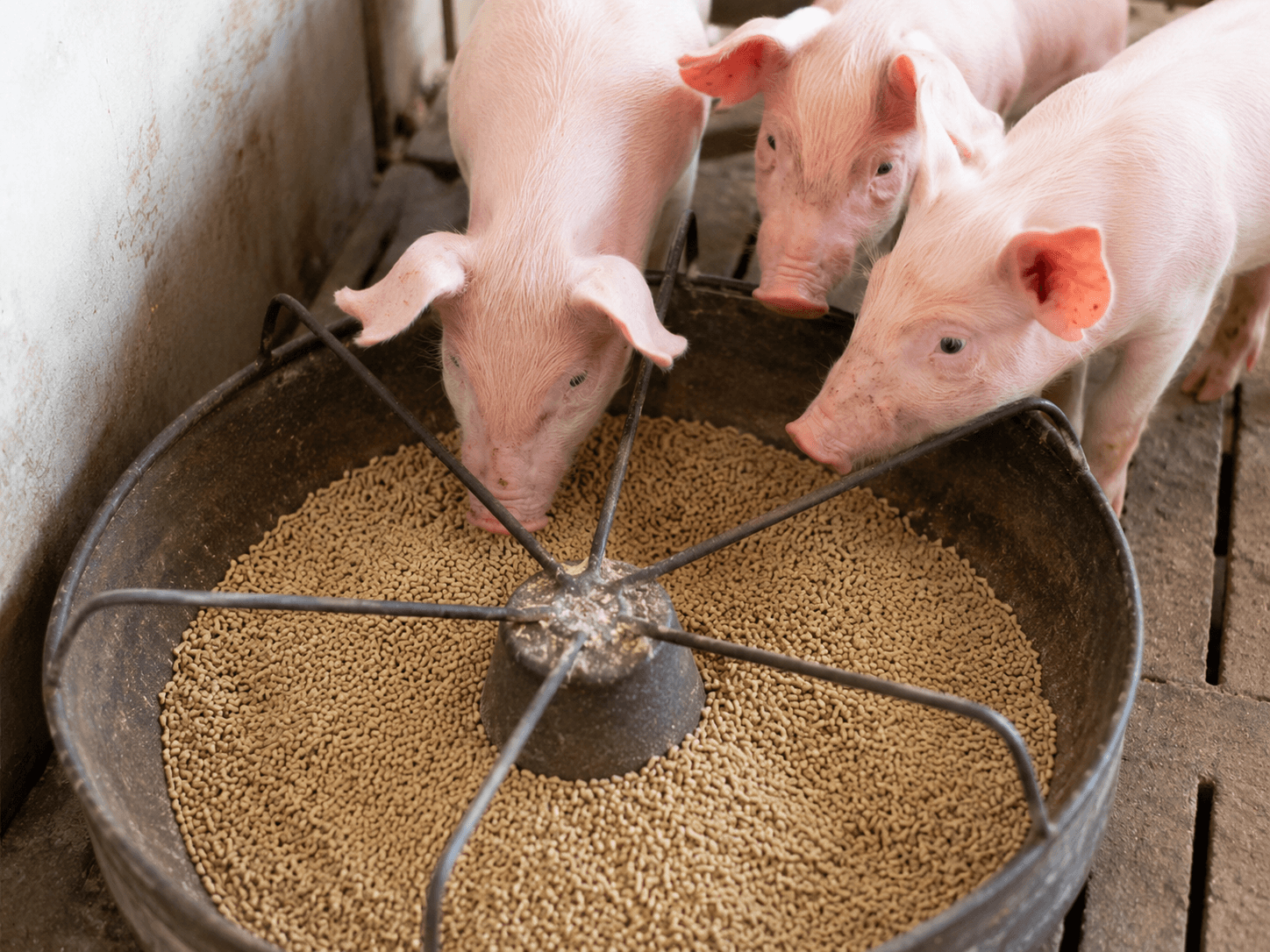 Soya Meal for Pig and Swine Feed — Digestibility and Growth Guide