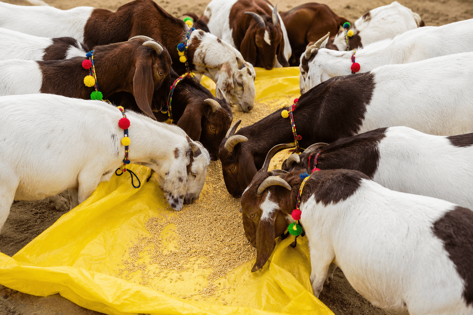 Soya Meal for Goat Feed — Nutrition Guide for Goat Farmers