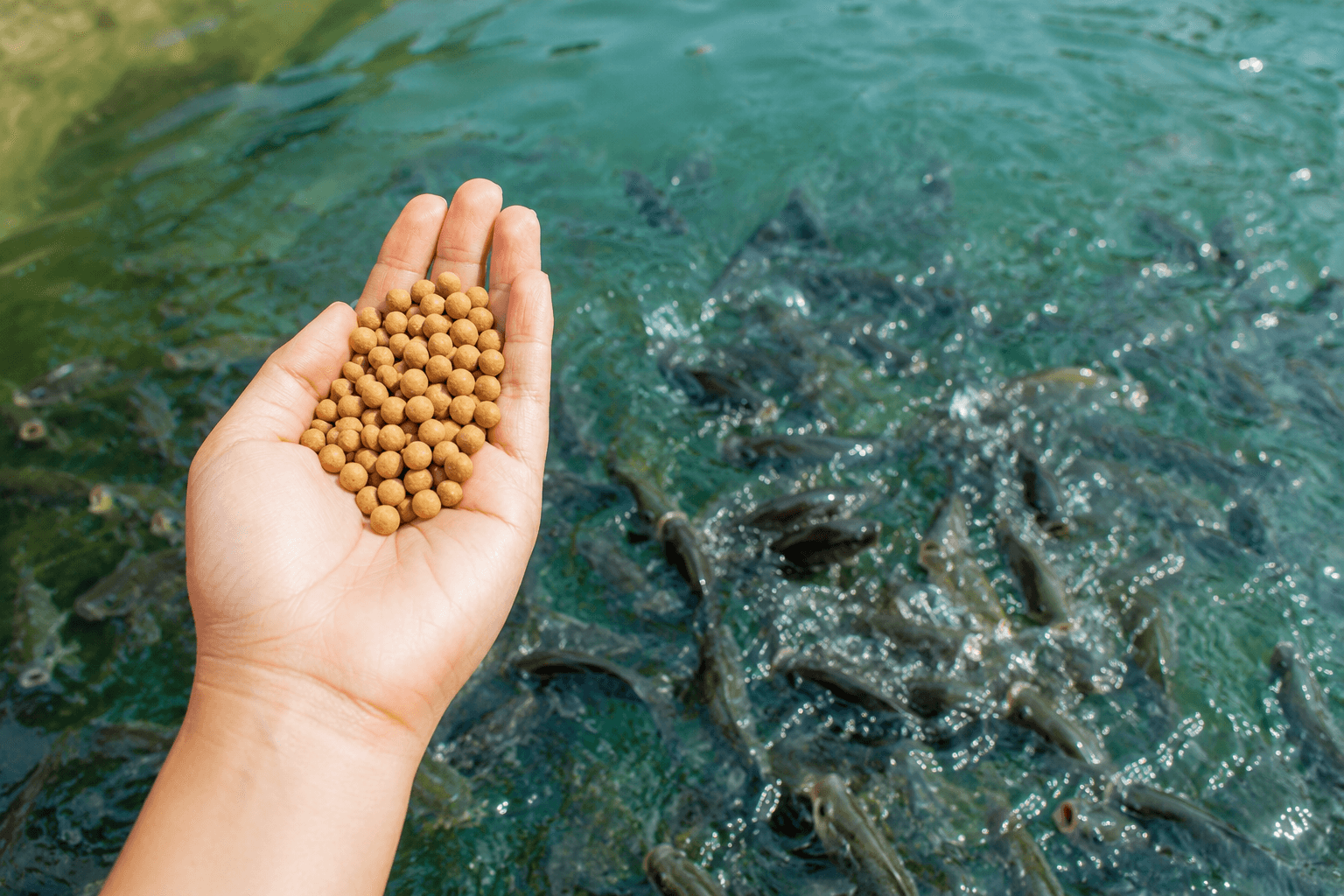 Soya Meal for Aqua Feed — The Sustainable Fish Meal Alternative