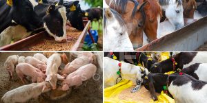 soybean meal for animal feed